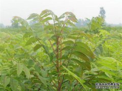 广东香农树苗新闻西藏多少钱信息