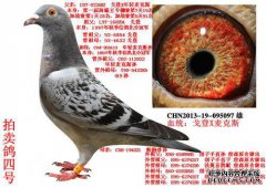 Gordon Peace玻利河+ Sensen Ayumi仍然不错的地图螺丝孔